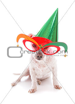 Pet with party hat and court jester glasses