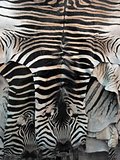 zebra skin rug
