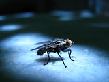 Insect fly macro shoot