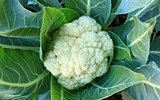 Cauliflower in the vegetable garden