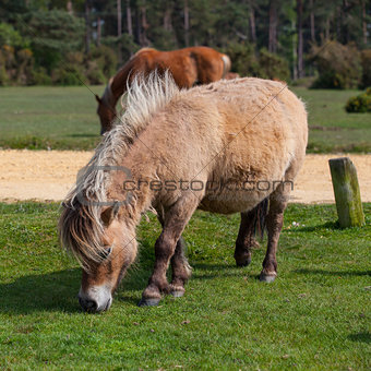 Wild pony in New Forest National Park