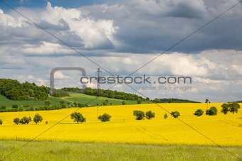 Rapeseed field and blue sky