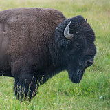 Portrait of American Bison 
