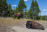 American Bison in Yellowstone National Park 