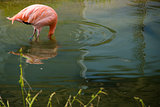 Flamingo with head under water