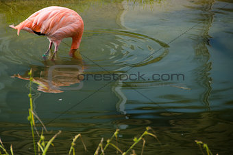 Flamingo with head under water