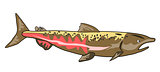 Chinook Salmon Fish Retro