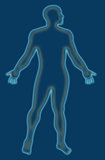 Male Human Anatomy Outline Blue