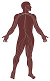 Male Human Anatomy Nervous System