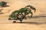 lonely tree and cow