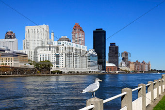 Seagull in city