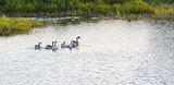 Goose swimming on lake 