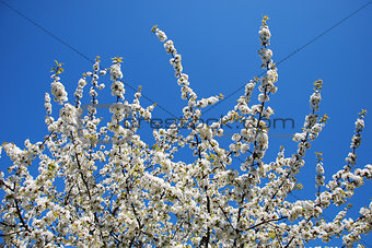 Cherry blossom at blue sky.