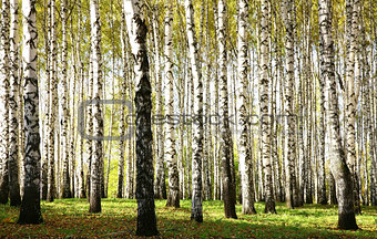 Autumn birch grove with sunlight and shadow in october evening