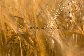 Yellow barley field in summer