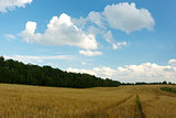 Road in the field in summer