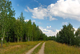 Road in the forest in summer