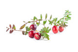 Cranberry twigs on white