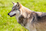 North American Gray Wolf, Canis Lupus