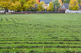 grass field mowed