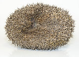 Hedgehog, Erinaceus Europaeus