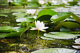 Water lilies flower in the pond  