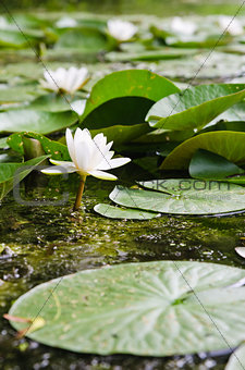 Water lilies flower in the pond  