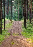 Road to a pine wood