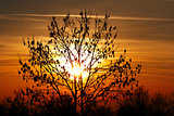 autumn tree in the sunset