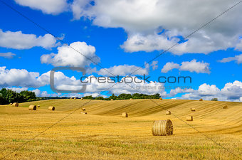 Curvy barley field with straw bales and blue cloudy sky