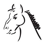 an horse on white background 
