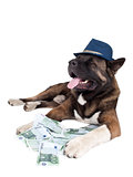 akita is in the money
