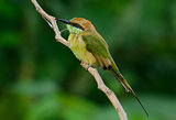 Geen Bee-eater (Merops orientalis)