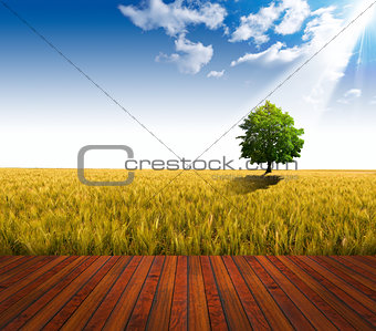 Wooden Floor and Wheat Field