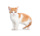Cute orange kitten on a white background