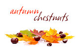 Autumn leaves and chestnuts