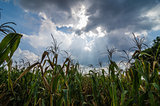 Corn farm field