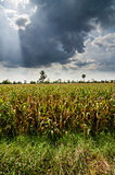Corn farm field