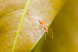 Red ant on the leaf