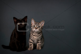 British Shorthair kittens