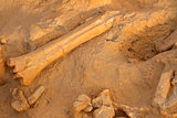 Ancient fossil bones