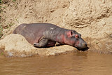 Hippopotamus resting