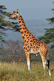 Rothschilds giraffe