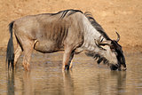 Wildebeest drinking water