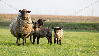 sheep family