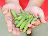teenager man hand holding peas