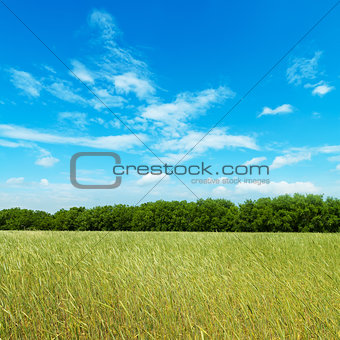 field with green barley under cloudy sky
