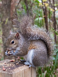 Gray Squirrel Eating a Peanut