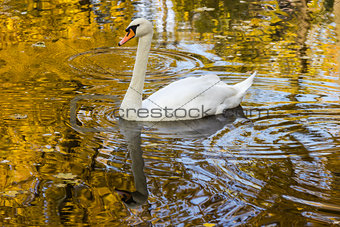 Swan floating in the water the color of gold
