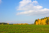 Autumnal landscape.  Forest near field of winter rye.
